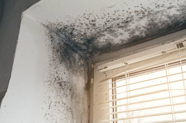 Affordable Mold Removal solutions in Frederick, CO